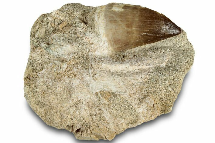 Fossil Mosasaur (Prognathodon) Tooth in Rock - Morocco #311856